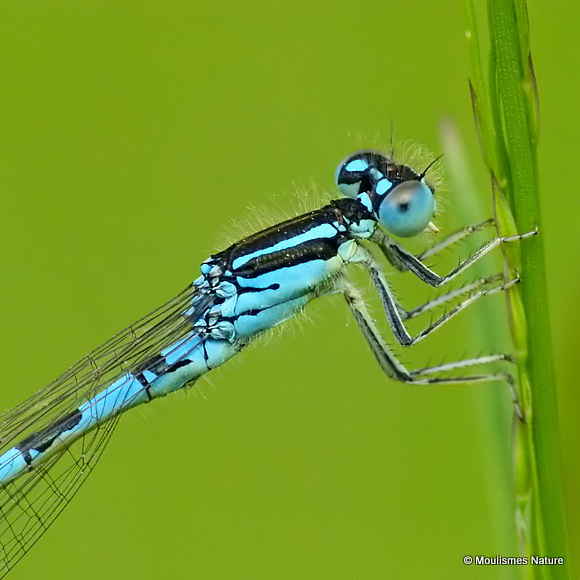 Dainty Damselfly (Coenagrion scitulum) M, Agrion mignon