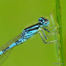Dainty Damselfly (Coenagrion scitulum) M, Agrion mignon