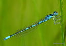 Dainty Damselfly (Coenagrion scitulum) M