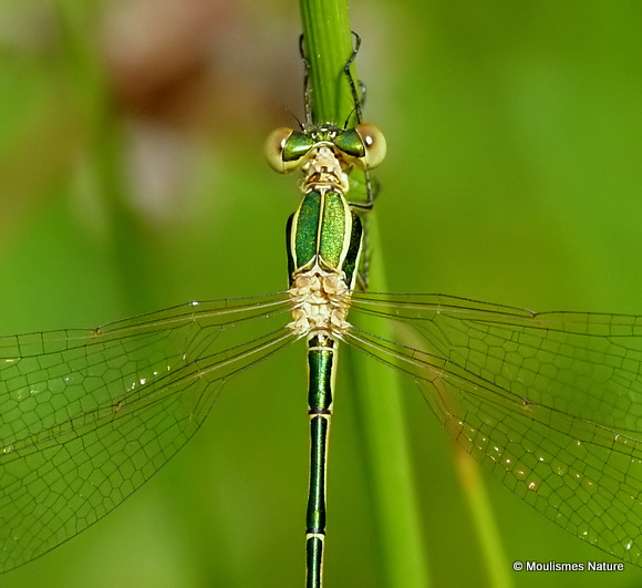 Southern Emerald (Lestes barbarus) M, Leste sauvage