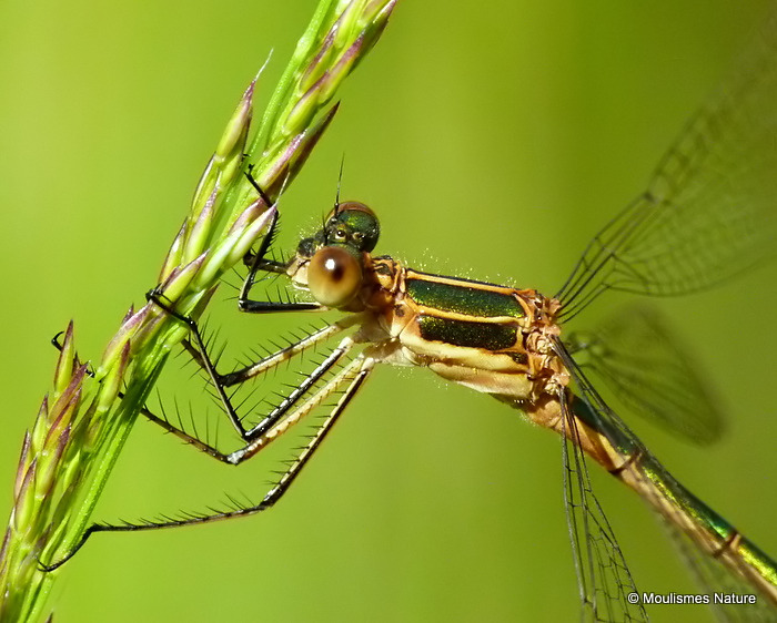 Common Emerald (Lestes sponsa) F