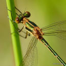 Common Emerald (Lestes sponsa) F