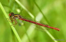 Small Red Damselfly (Ceriagrion tenellum) F