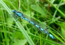 Southern Damselfly (Coenagrion mercuriale) M, Agrion de Mercure