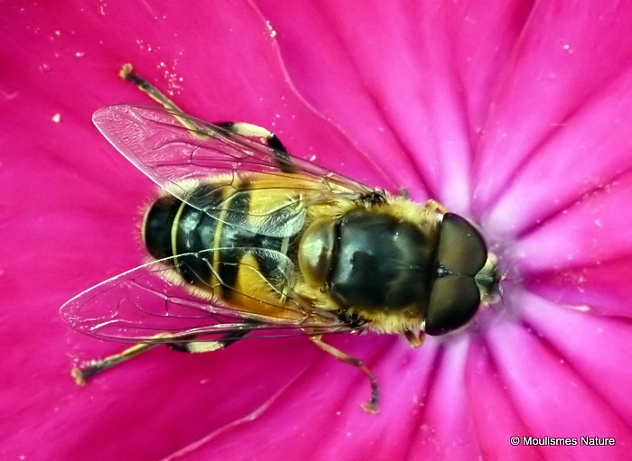 Eristalis similis (Glass-winged Dronefly) M