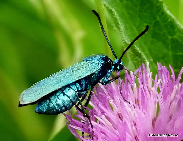 Common Forester (Adscita statices)