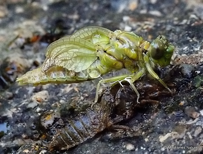 Gomphus/Onychogomphus sp. emergence