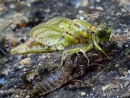 Gomphus/Onychogomphus sp. emergence