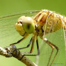 Southern Darter (Sympetrum meridionale) M-Imm