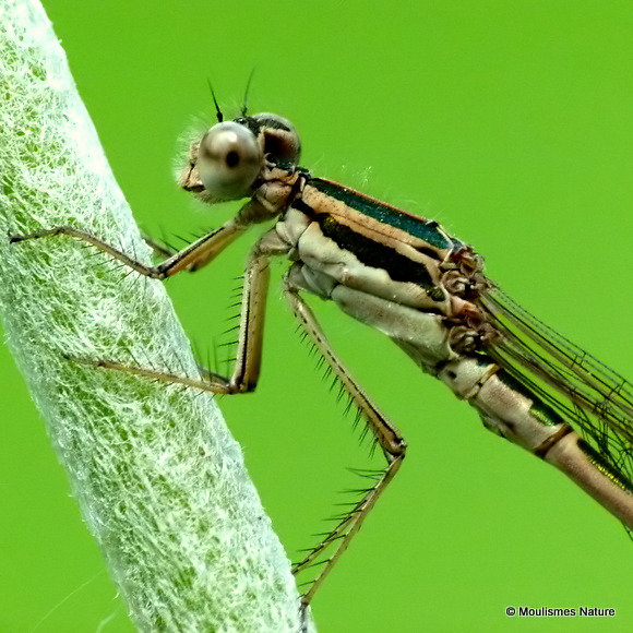 Winter Damselfly (Sympecma fusca) M