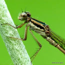 3 - Common Winter Damsel, Bluetails