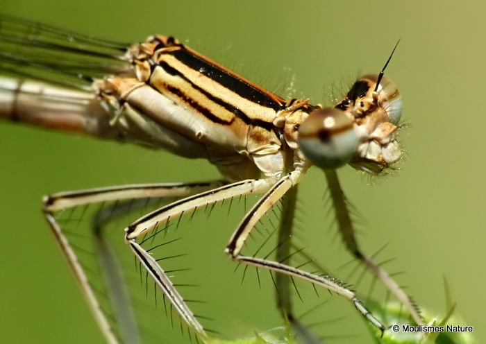 White-legged Damselfly (Platycnemis pennipes) F