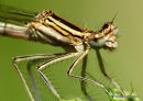 White-legged Damselfly (Platycnemis pennipes) F