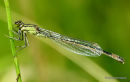 Blue-tailed Damselfly (Ischnura elegans) F 'infuscans'