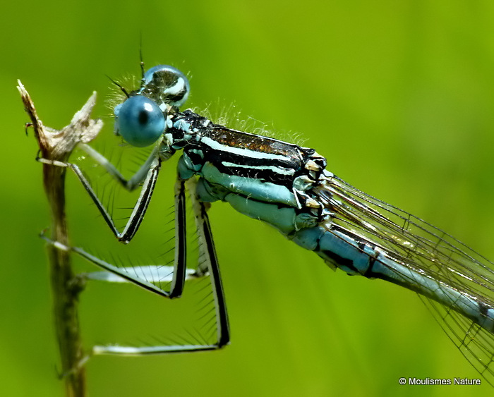 White-legged Damselfly (Platycnemis pennipes) M