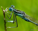 White-legged Damselfly (Platycnemis pennipes) M