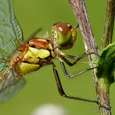 Common Darter (Sympetrum striolatum) M-Imm