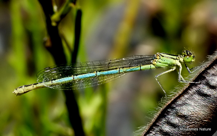 Goblet-marked Damselfly (Erythromma lindenii) F