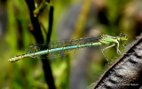 Goblet-marked Damselfly (Erythromma lindenii) F