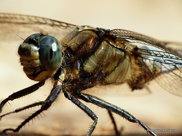 Black-tailed Skimmer (Orthetrum cancellatum) M
