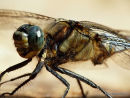Black-tailed Skimmer (Orthetrum cancellatum) M