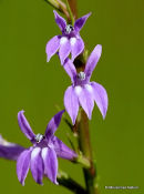 Lobelia urens, Heath Lobelia
