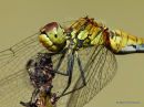 Ruddy Darter (Sympetrum sanguineum) F