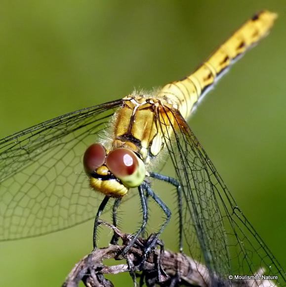 Ruddy Darter (Sympetrum sanguineum) F