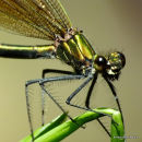 Beautiful Demoiselle (Calopteryx virgo) F