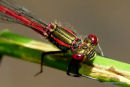 Large Red Damselfly (Pyrrhosoma nymphula) M
