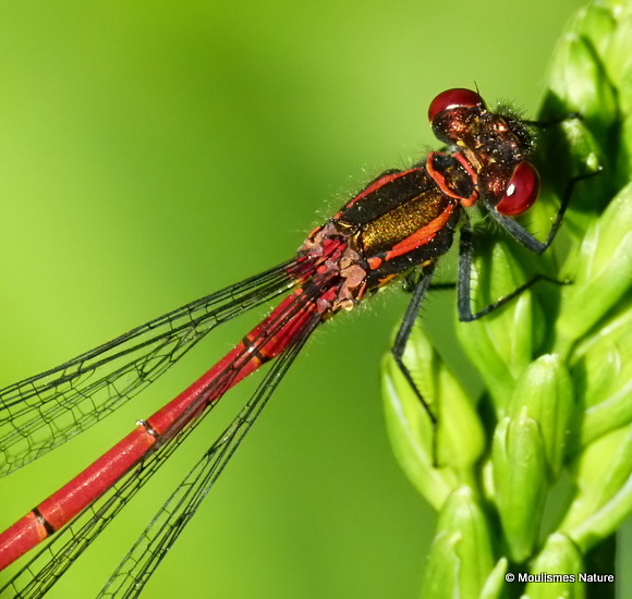 Large Red Damselfly (Pyrrhosoma nymphula) M