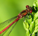 Large Red Damselfly (Pyrrhosoma nymphula) M