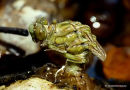 Onychogomphus sp. emergence