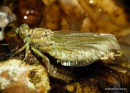 Onychogomphus sp. emergence
