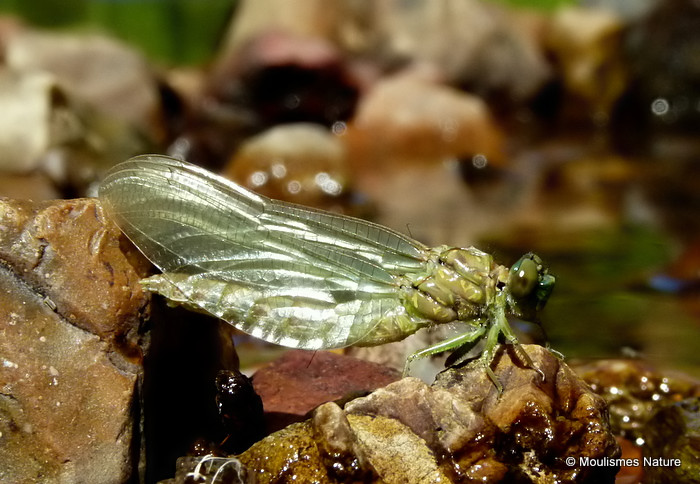 Onychogomphus sp. emergence