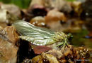Onychogomphus sp. emergence