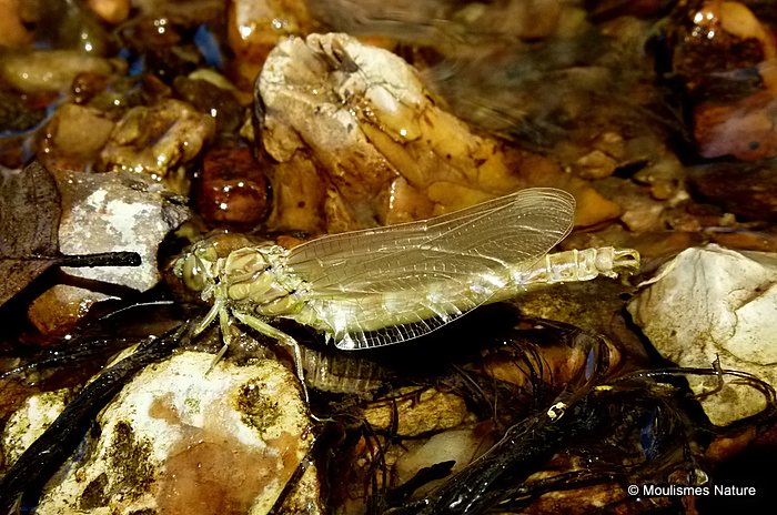 Onychogomphus sp. emergence