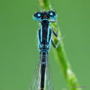 Blue-tailed Damselfly (Ischnura elegans) M