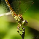Southern Darter (Sympetrum meridionale) M-Imm