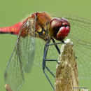 Ruddy Darter (Sympetrum sanguineum) M