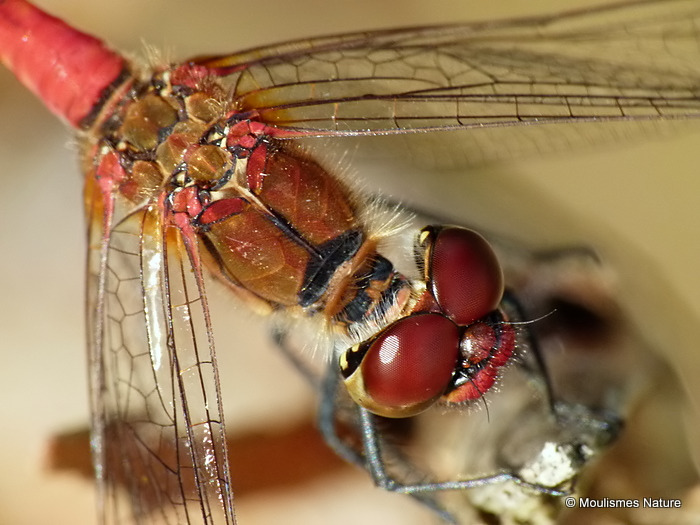 Ruddy Darter (Sympetrum sanguineum) M