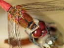 Ruddy Darter (Sympetrum sanguineum) M
