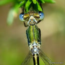 Small Emerald (Lestes virens) M, Leste verdoyant