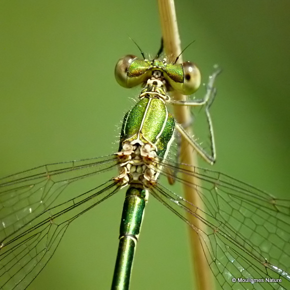 Small Emerald (Lestes virens) F