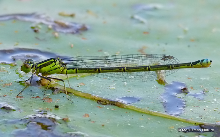 Small Red-eyed Damselfly (Erythromma viridulum) F