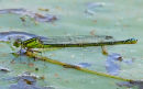 Small Red-eyed Damselfly (Erythromma viridulum) F