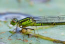 Small Red-eyed Damselfly (Erythromma viridulum) F