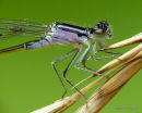 Blue-tailed Damselfly (Ischnura elegans) F-Imm 'violacea'