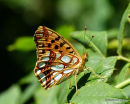 Queen of Spain Fritillary (Issoria lathonia)