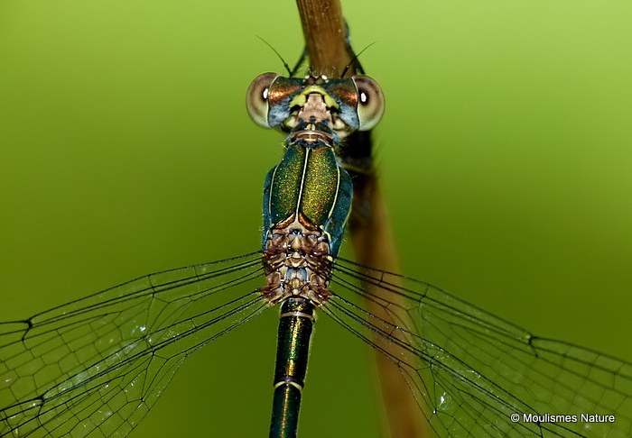 Willow Emerald (Lestes viridis) F